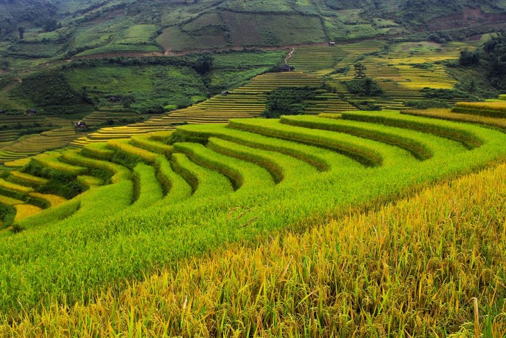 Harvest time in Mu Cang Chai - ảnh 4